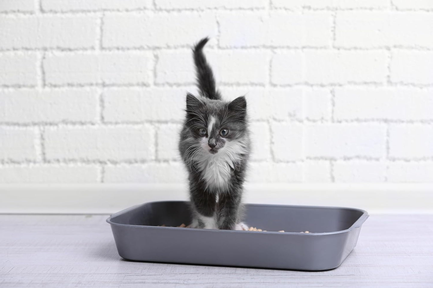 Lightweight & Hygienic Recycled Paper Cat Litter Granules – 12L