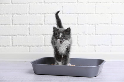 Lightweight & Hygienic Recycled Paper Cat Litter Granules – 12L