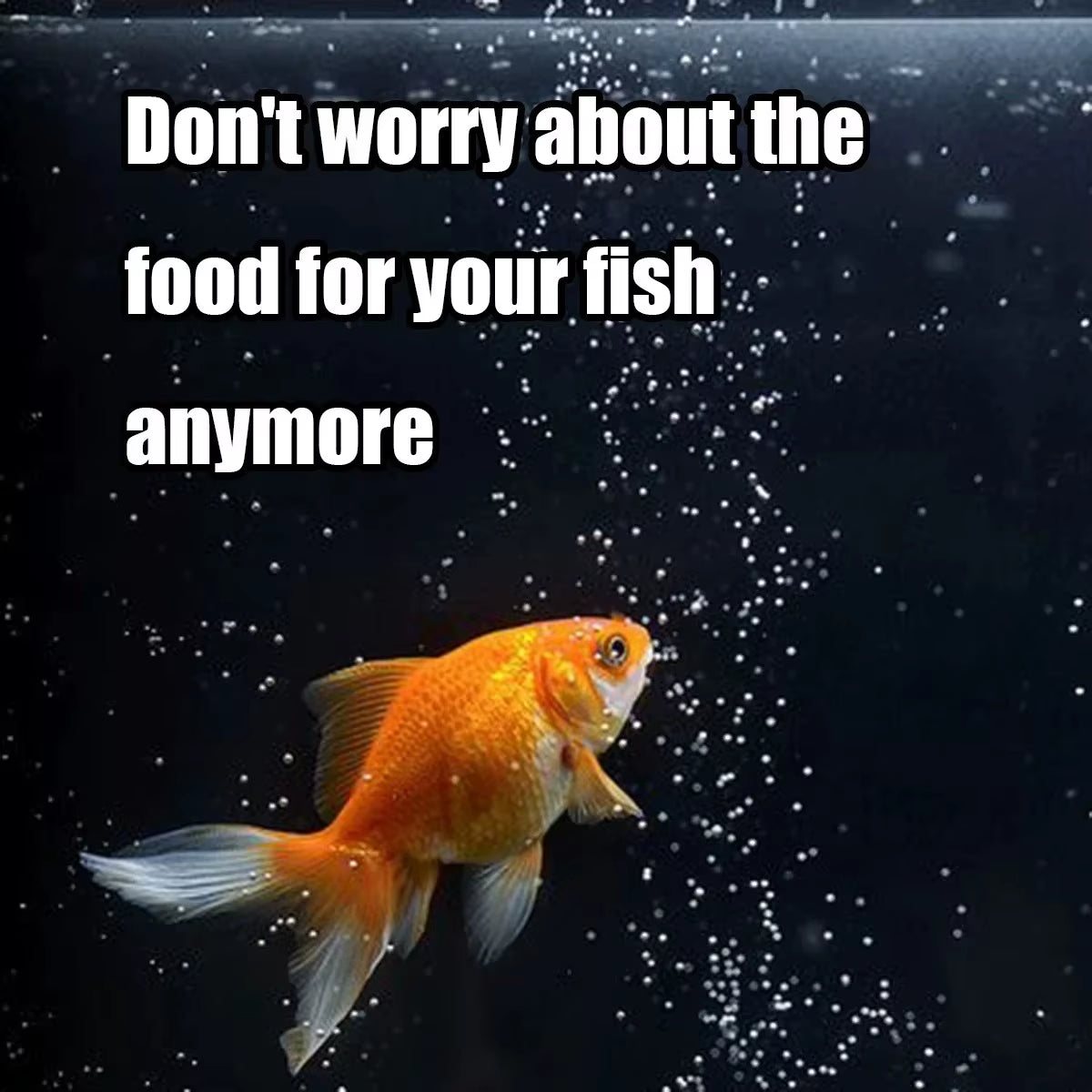 Automatic Fish Feeder 100ML Battery Operated with Programmable Timer for Aquarium Fish Tanks, Easy Setup Vacation Feeder